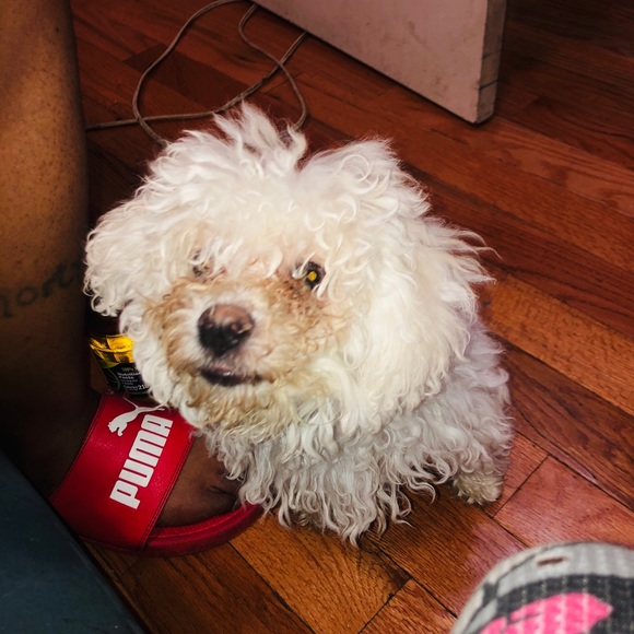 Meet your Posher, Lil Blue - Picture 1 of 1